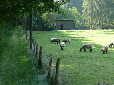 Schafe von G. Harjes
